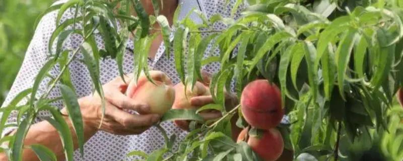 10畝桃樹一年利潤多少